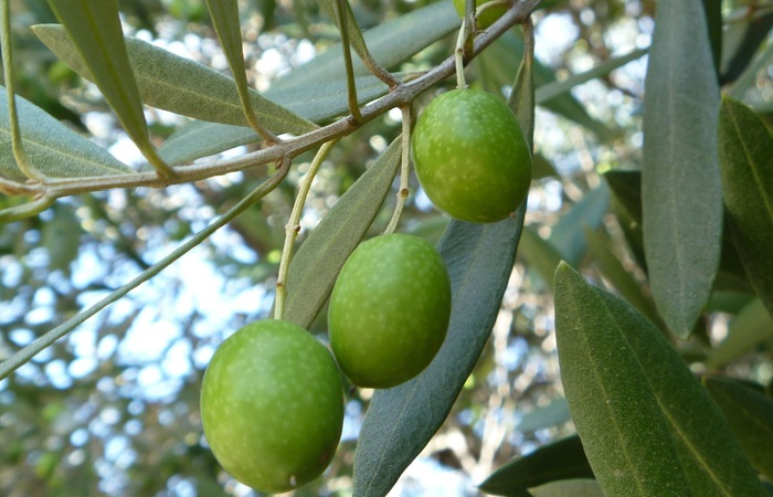 olive01.jpg