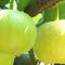 廃棄処分されていた規格外の二十世紀梨から生まれたオンリーワン！鳥取発の梨酢に注目